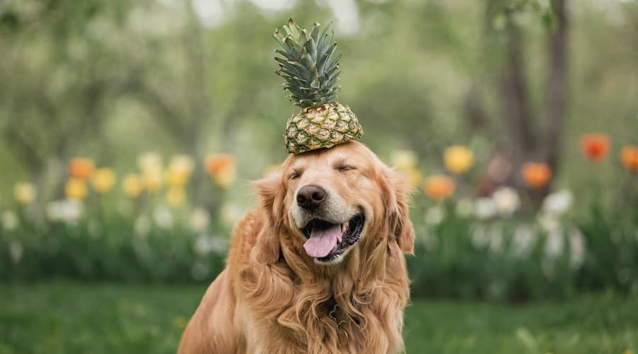 Can Dogs Eat Pineapple