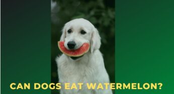 Can Dogs Eat Watermelon?
