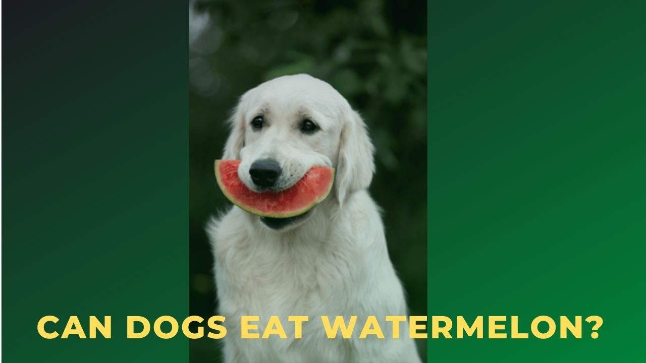 Can Dogs Eat Watermelon