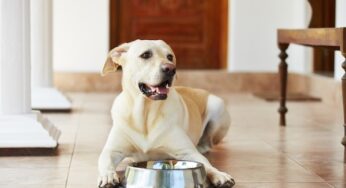 Is olive oil good for dogs?