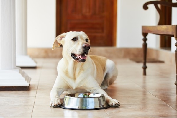 Is olive oil good for dogs