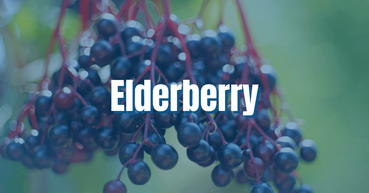 Elderberry